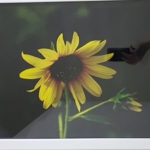 Custom framed original photograph